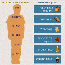 קבוצות המזון